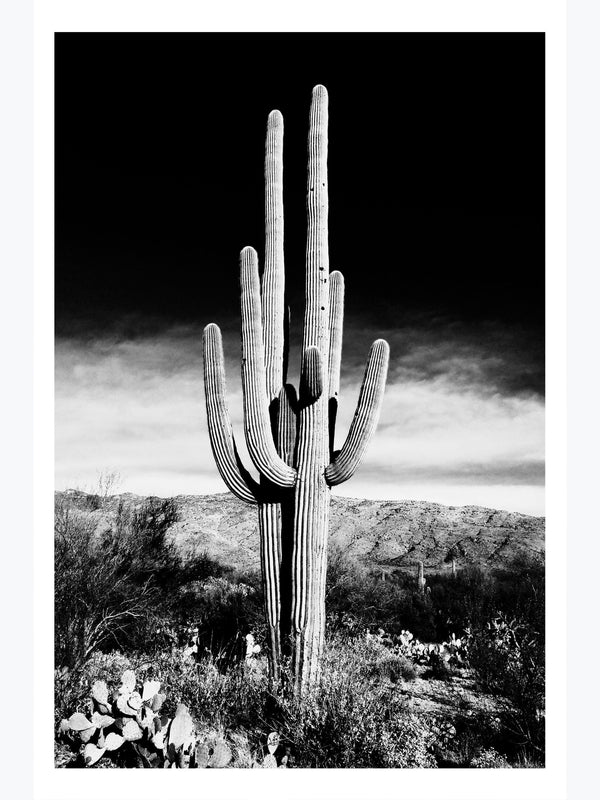 Saguaro Cactus Poster