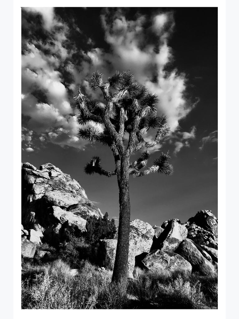 Joshua Tree National Park Poster